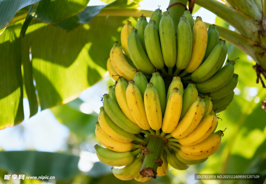 树上成串的黄绿香蕉