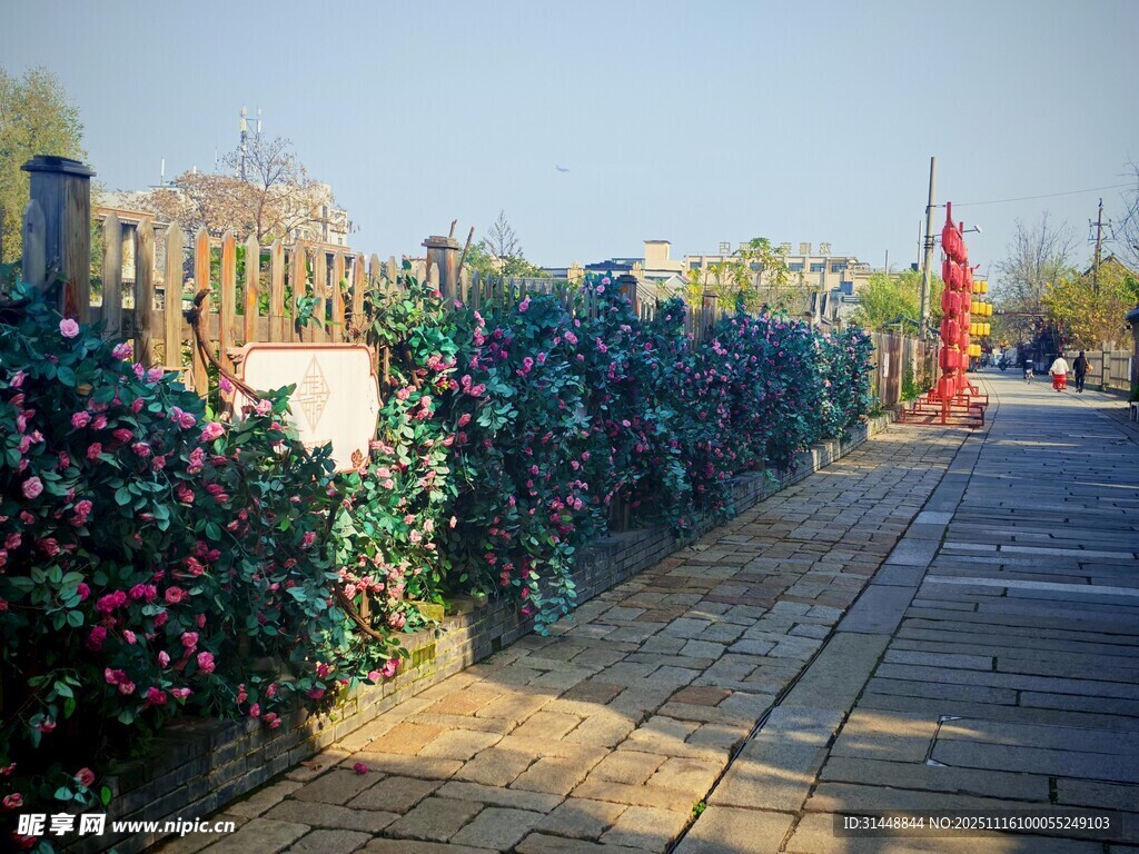 冬日街道旁的多彩植物景观