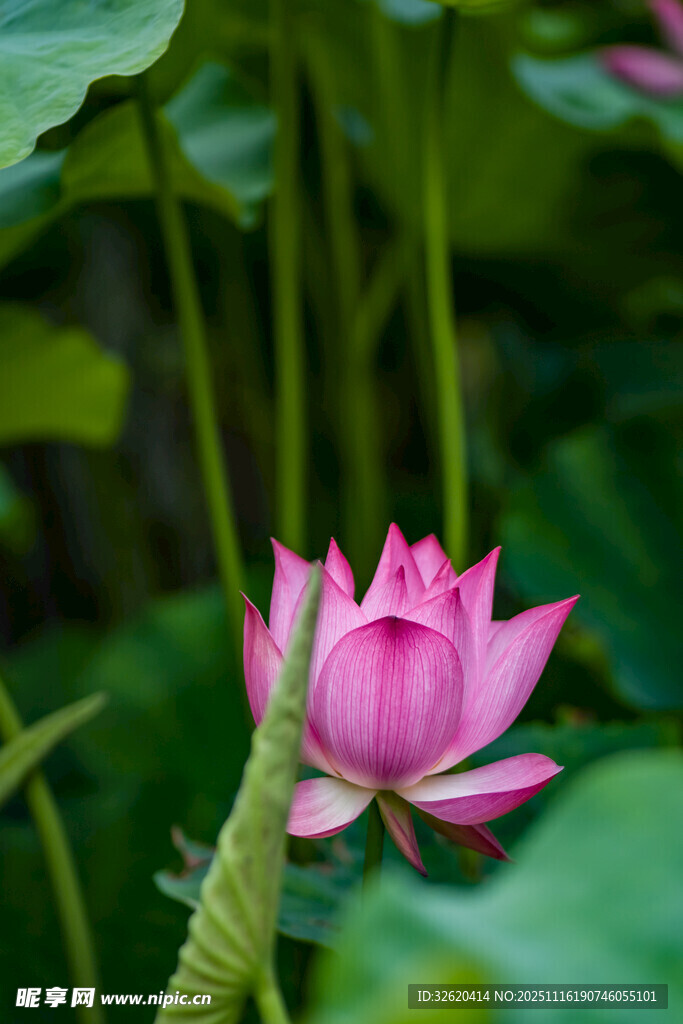 娇艳绽放的粉色荷花