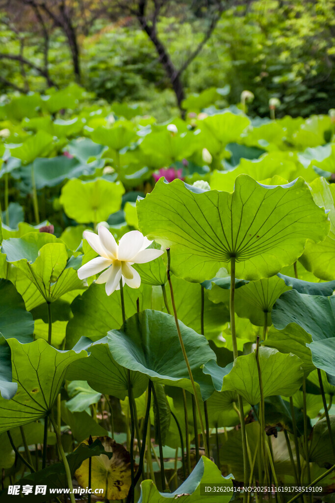 夏日荷塘中的清丽荷花