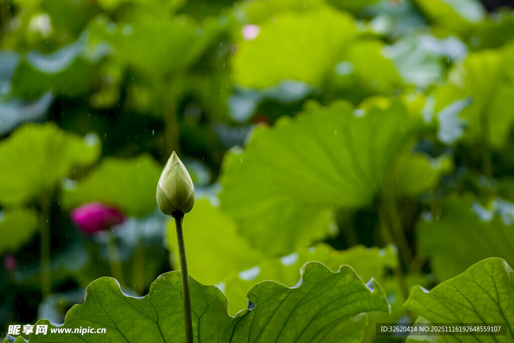 含苞待放的荷花与荷叶
