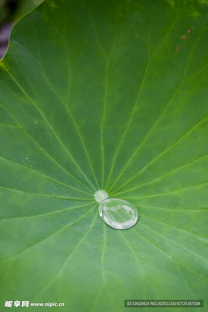 荷叶上的晶莹水珠
