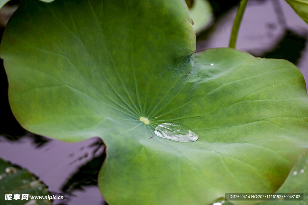 荷叶上的晶莹水珠