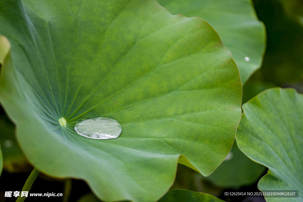 荷叶上的晶莹水珠