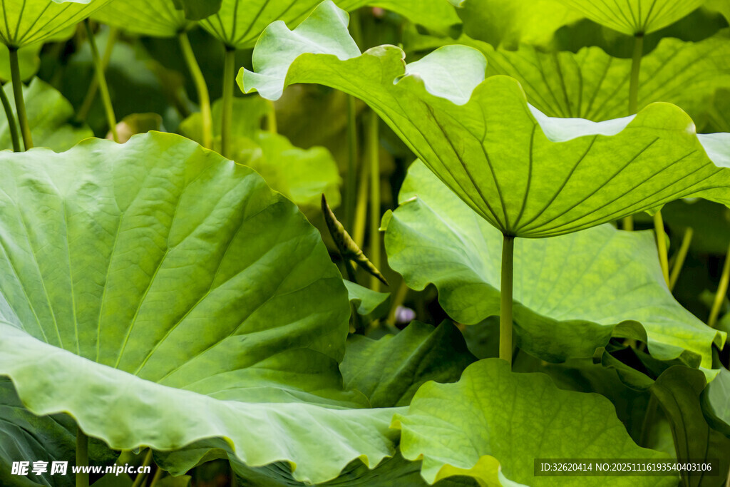 翠绿荷叶