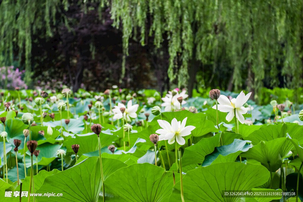 夏日荷塘垂柳美景