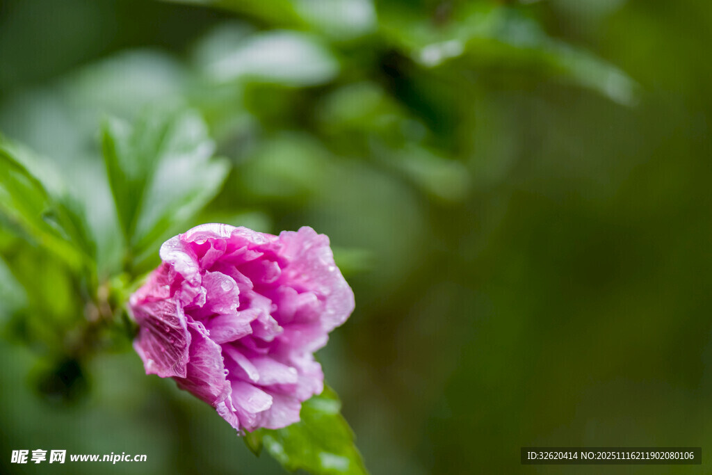 娇艳粉色花朵绽放