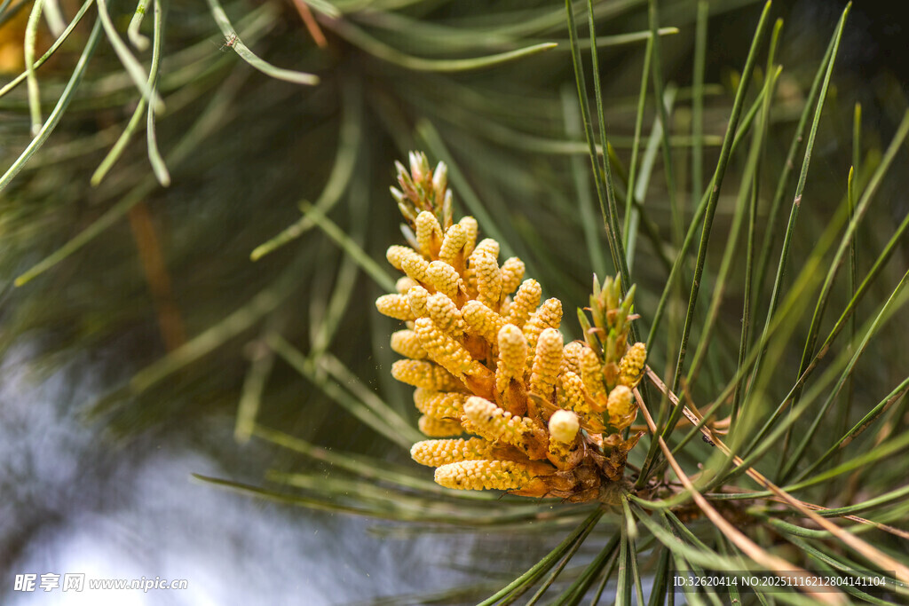 松树枝头的黄色松果