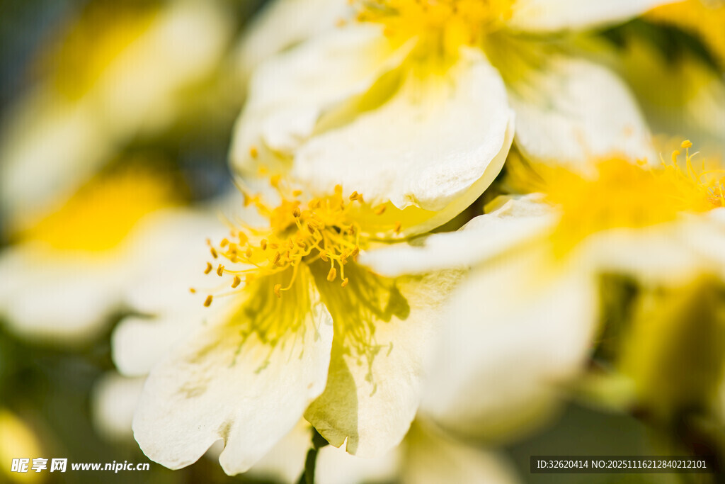 黄蕊白花瓣的清新花卉