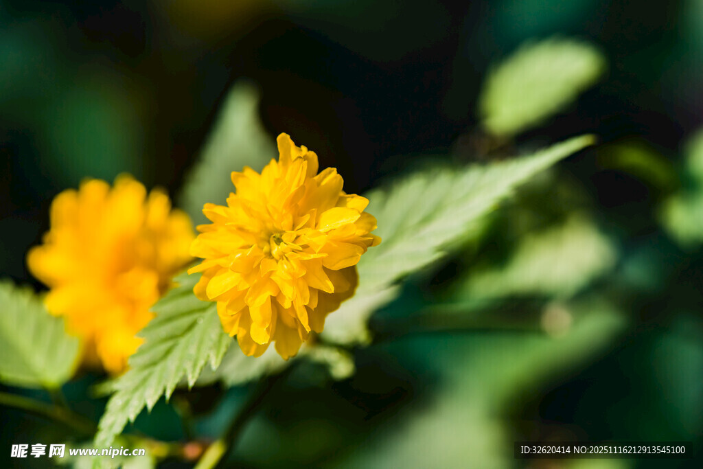 两朵明艳黄色小花