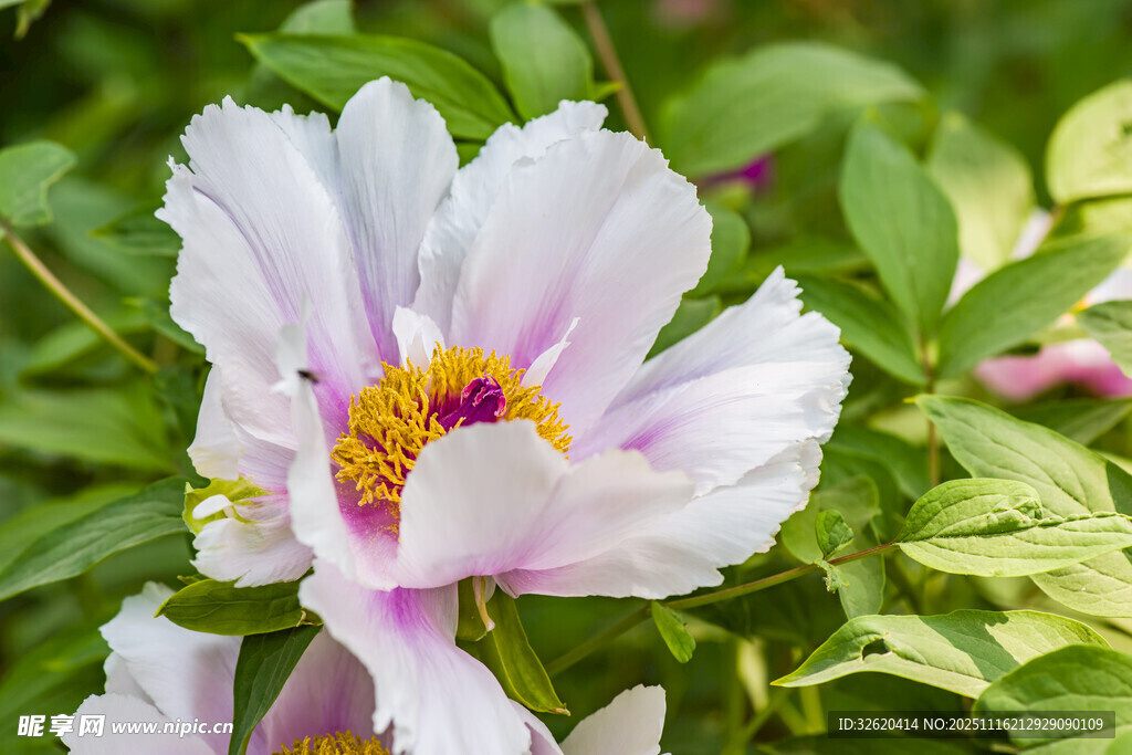 娇艳盛开的白色牡丹花