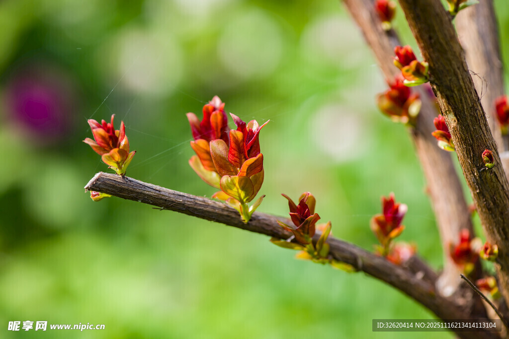 枝头绽放的鲜嫩花芽