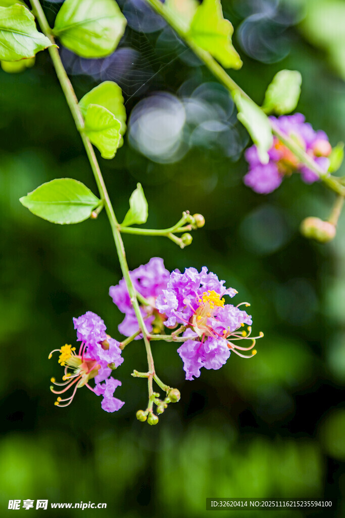 枝头绽放的紫色美丽花朵