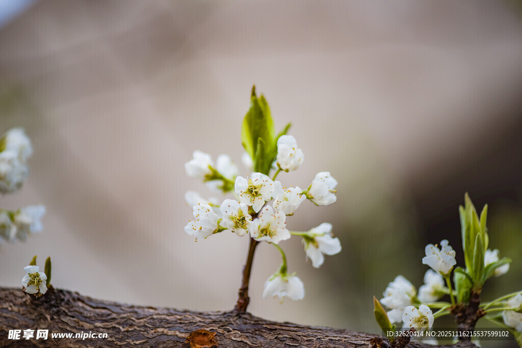 枝头绽放的洁白小花