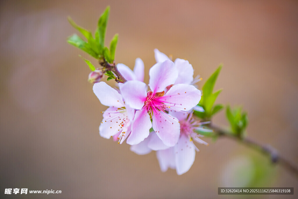 一枝娇艳桃花绽放