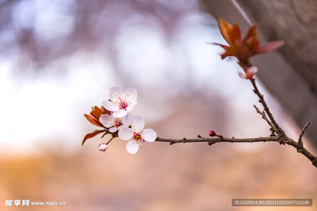 枝头绽放的娇艳桃花