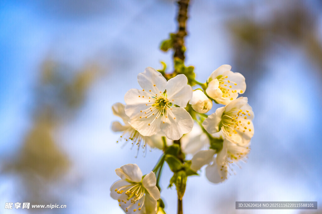 枝头绽放的洁白花朵