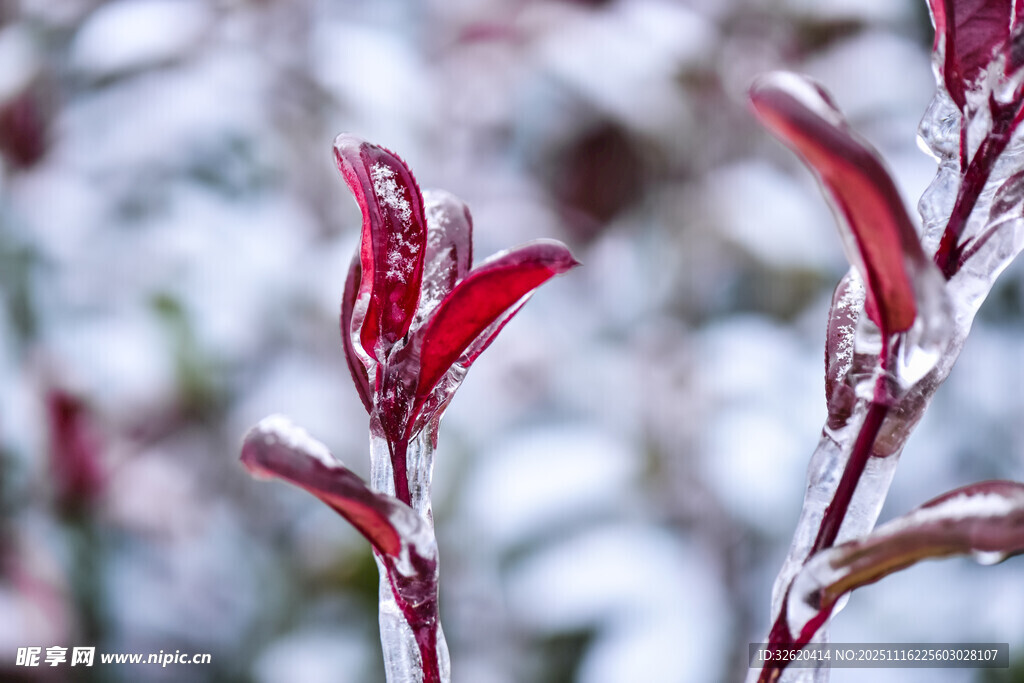 雪覆红枝