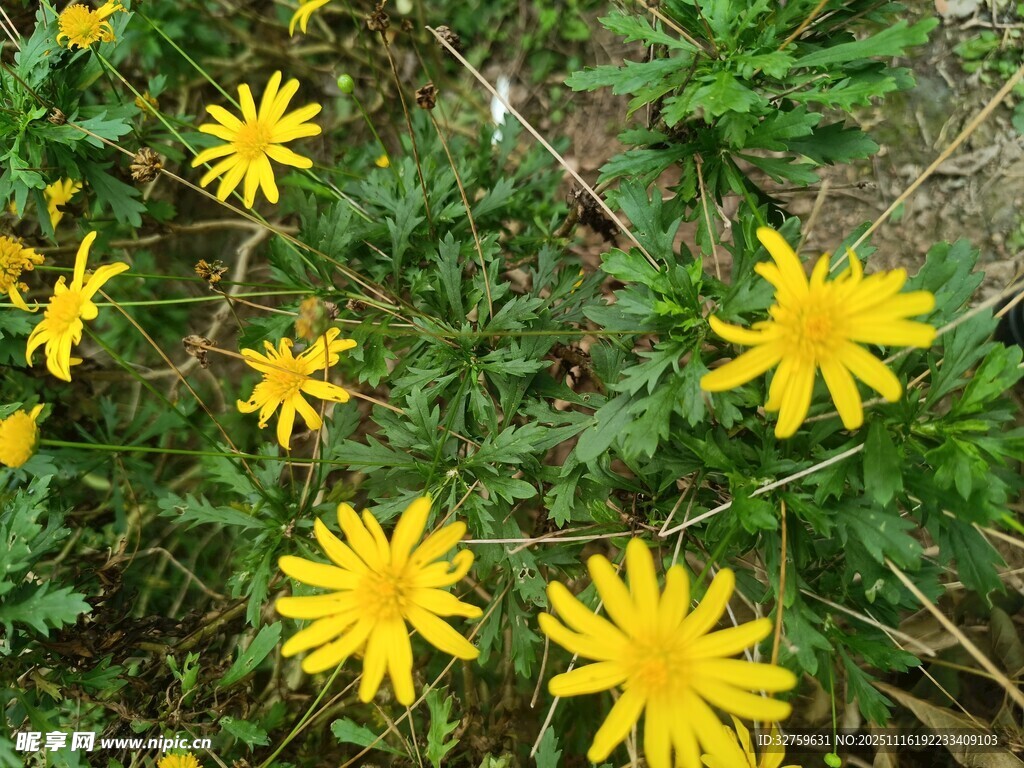 黄色小花绽放于绿叶间