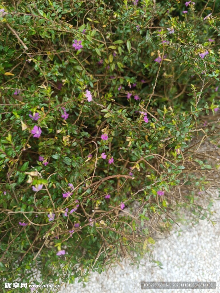 路边繁茂的紫色小花丛