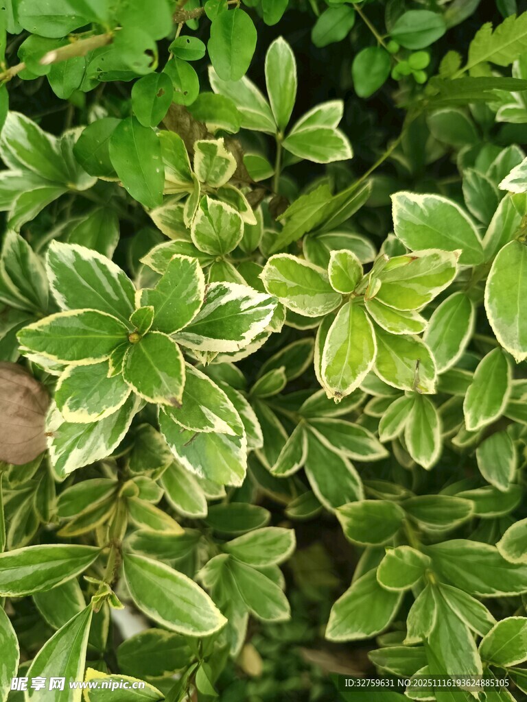 金边绿叶植物特写