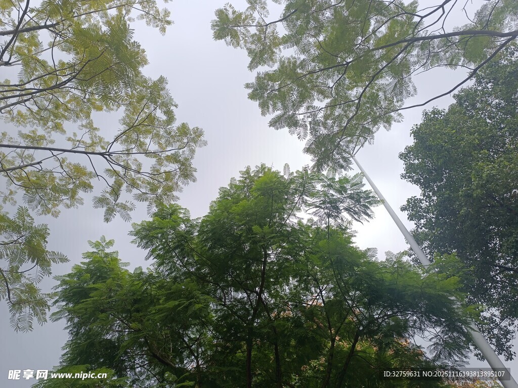 仰视繁茂绿树树冠