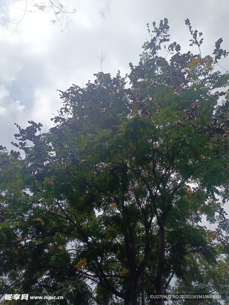 枝叶繁茂的绿树