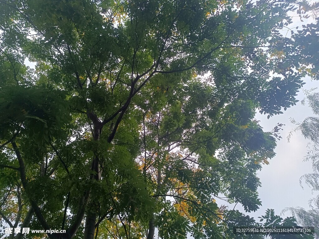 仰视茂密树林绿意盎然