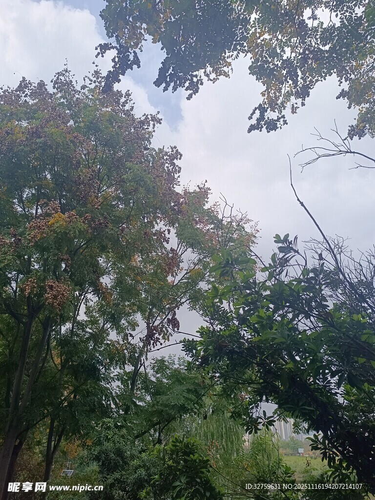 仰视茂密树林中的天空