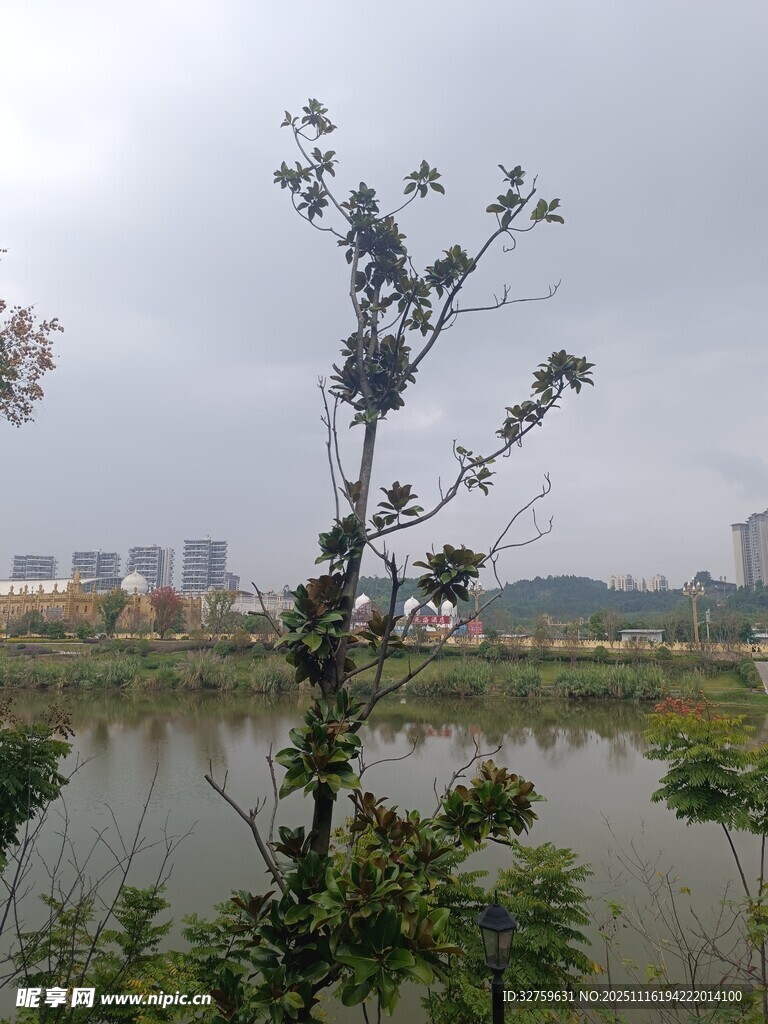 湖畔树木与远处城市景观