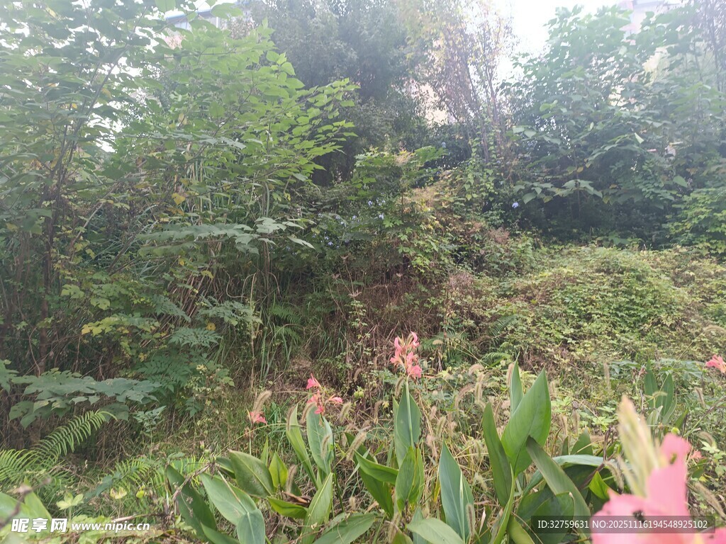 绿意盎然的山林景观