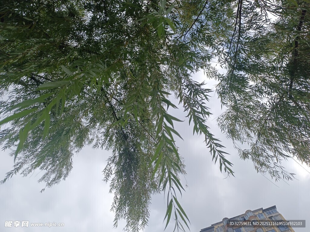 仰视葱郁树木枝叶