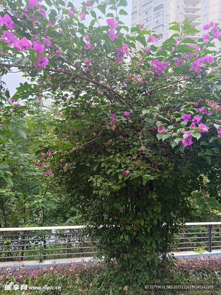 繁花盛开的绿植景观