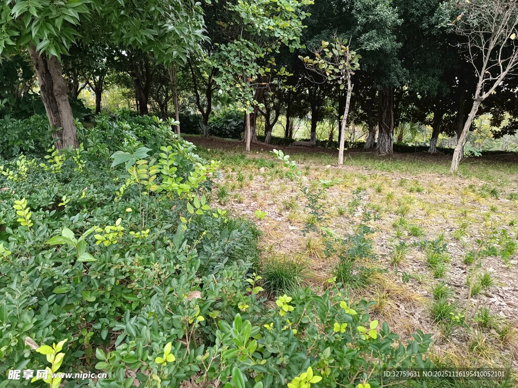 林间草地野花自然景致