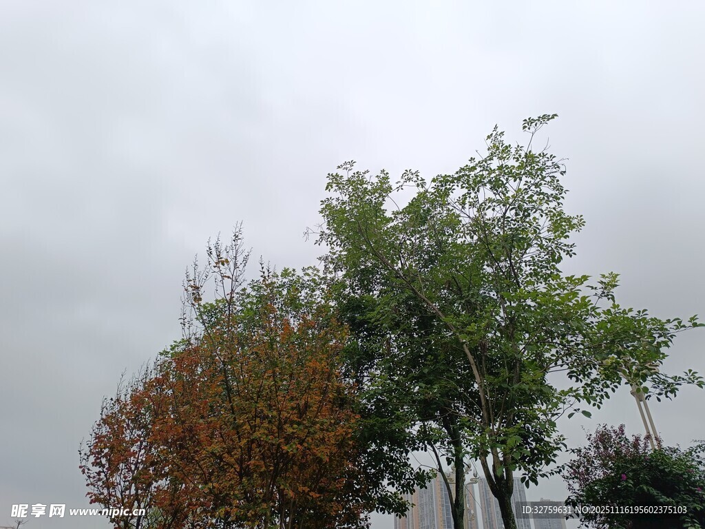 秋日多彩树木景观