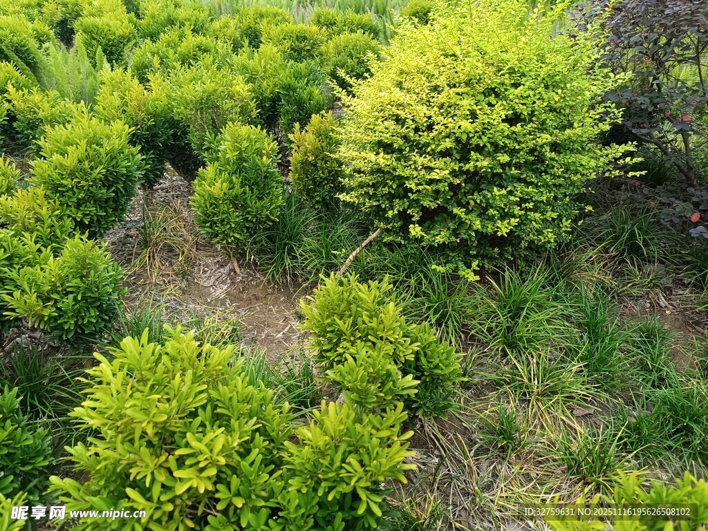 俯瞰葱郁繁茂的绿植景观