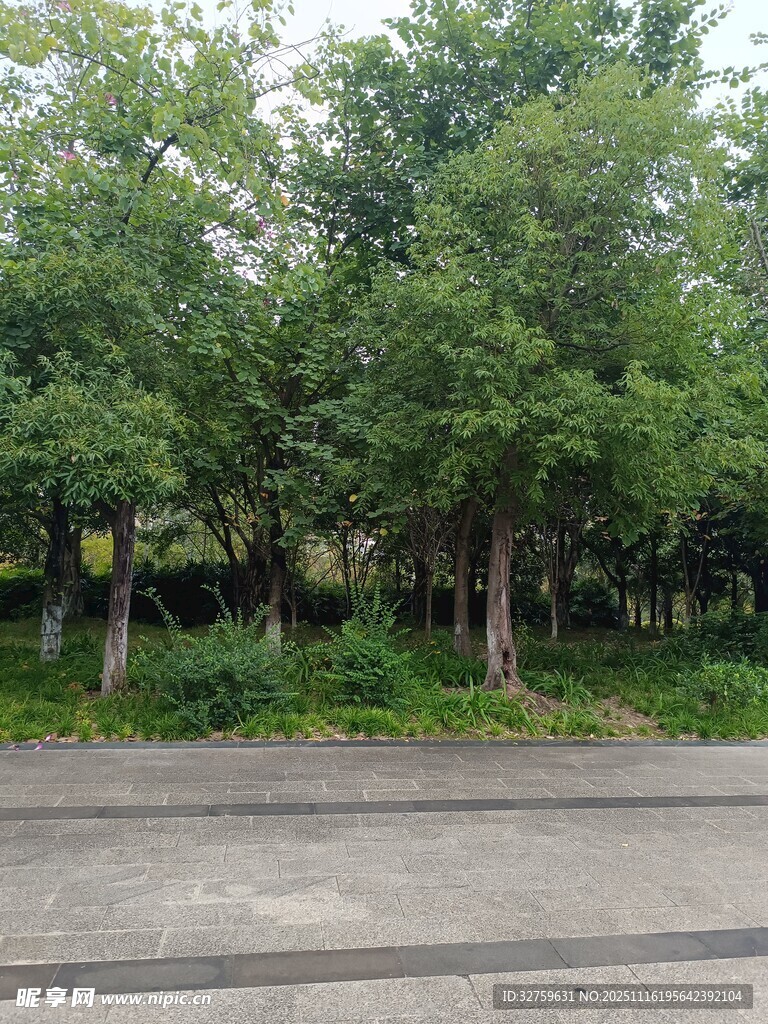 路边葱郁树林景观