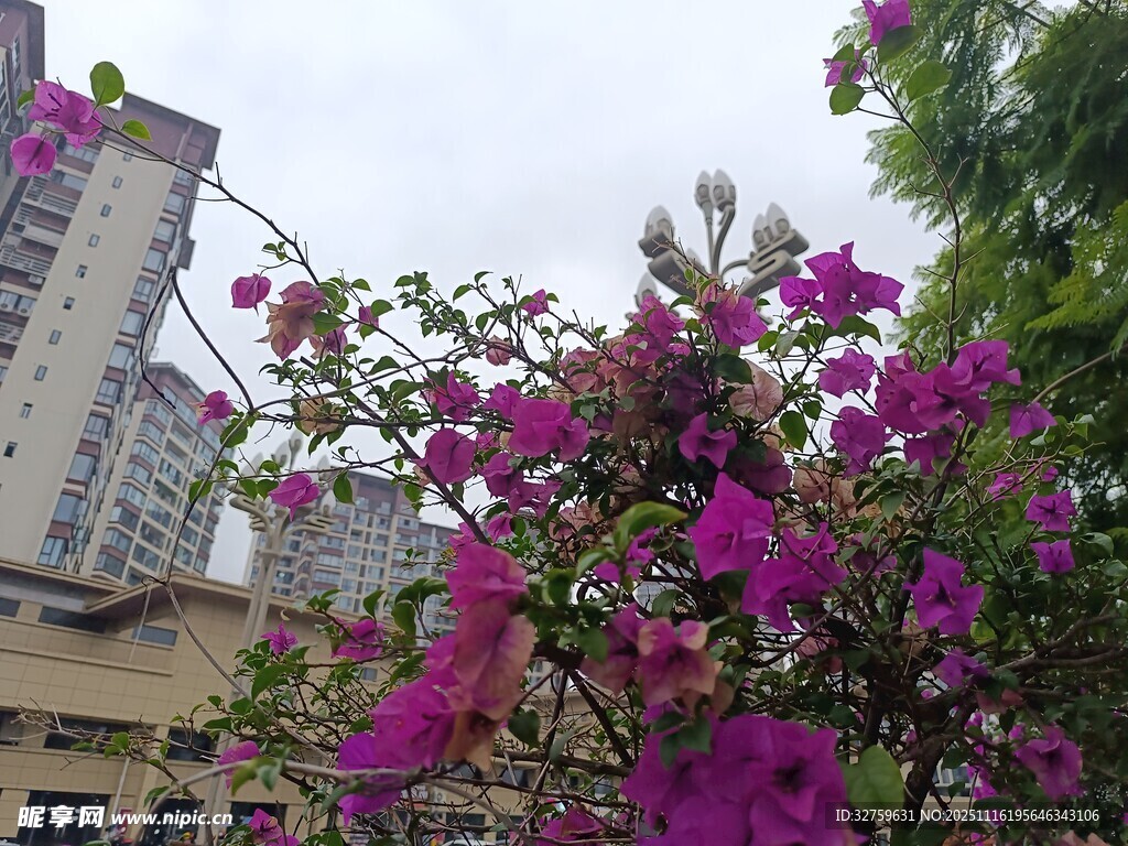 城市中绽放的艳丽三角梅