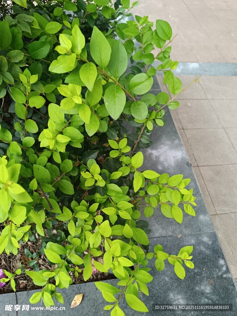 翠绿植物生机勃勃景象