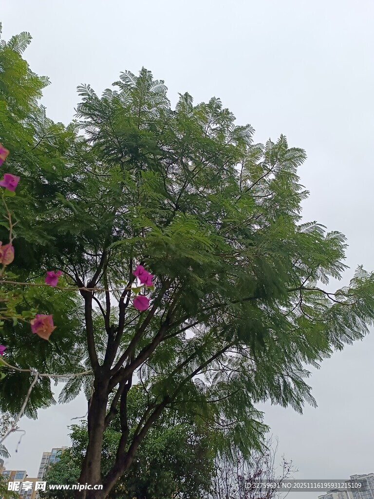 雨中繁花绿树景致