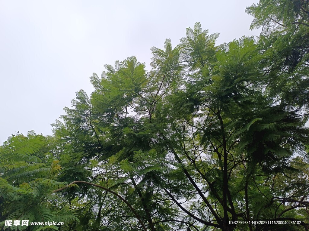 仰视茂密绿树树冠