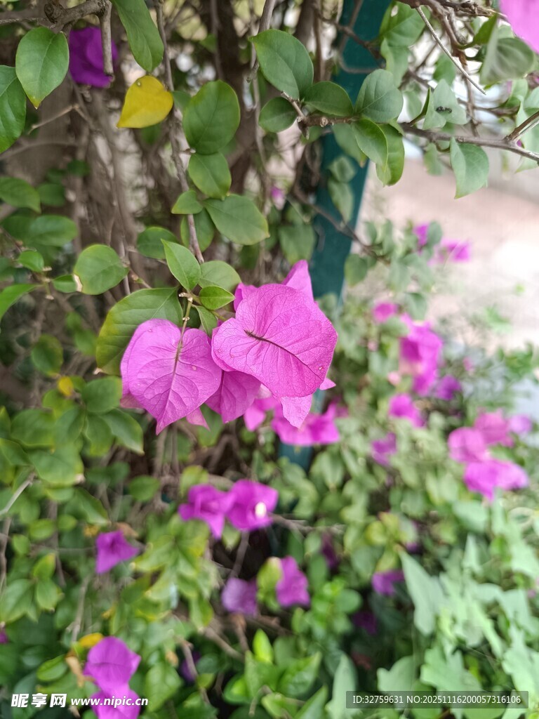 娇艳绽放的紫色花卉