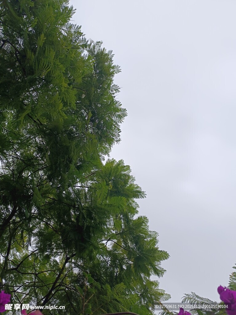 绿树繁花映衬灰蒙天空