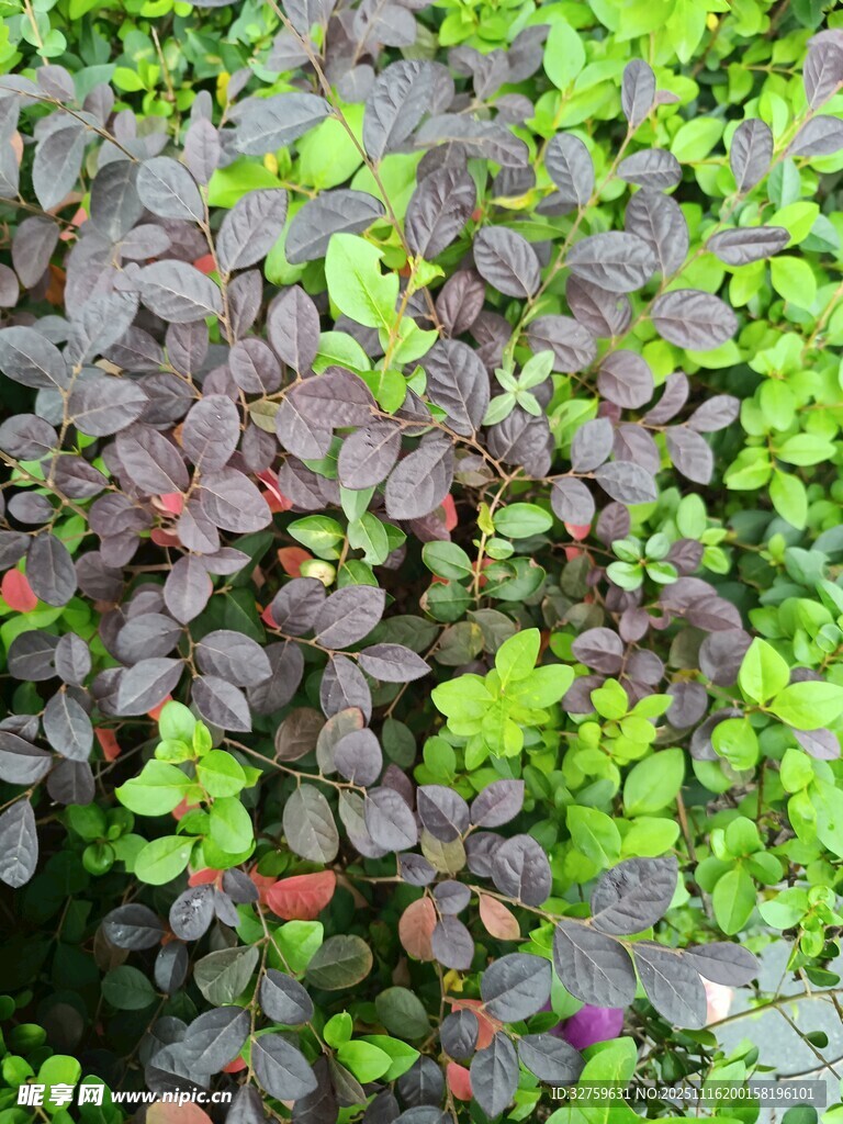 多彩植物叶片特写