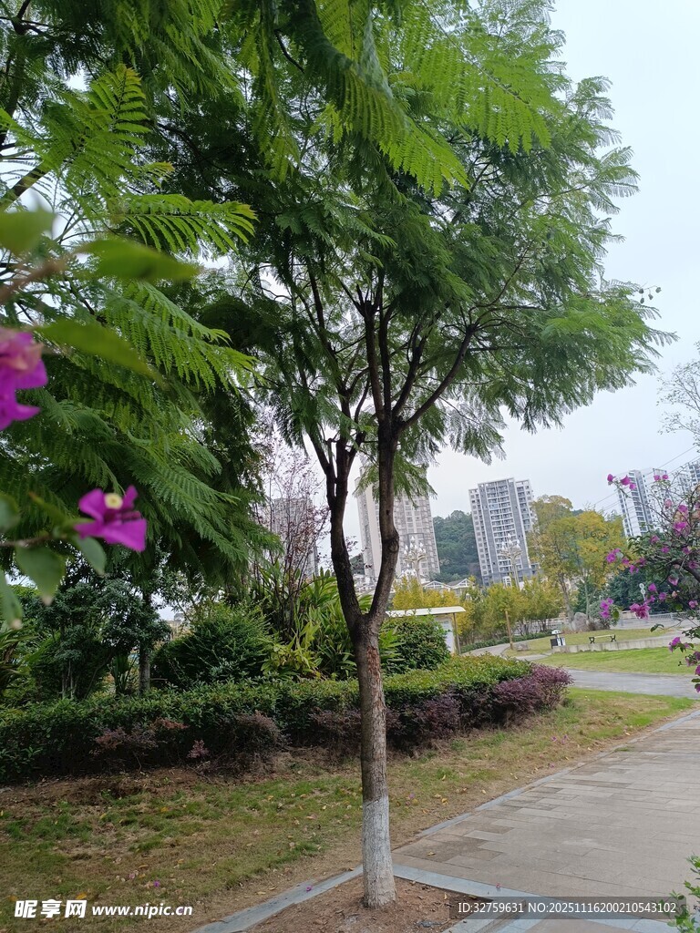 城市街边绿树与繁花景致