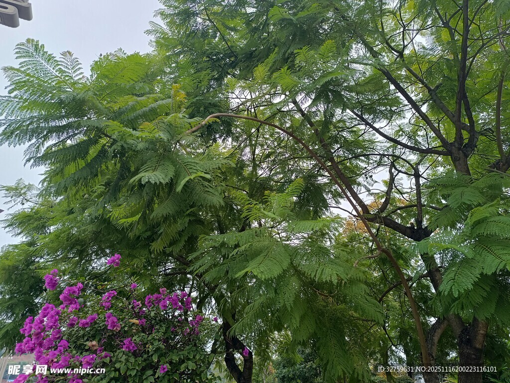 绿树繁花的自然景致