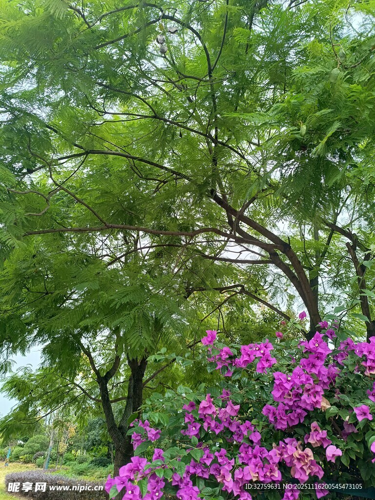 绿树繁花的自然美景