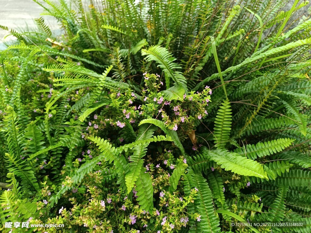 茂盛的绿色蕨类植物