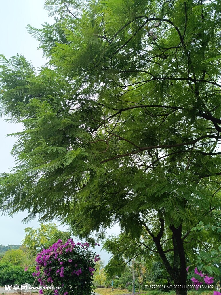 绿叶繁花的美丽景致