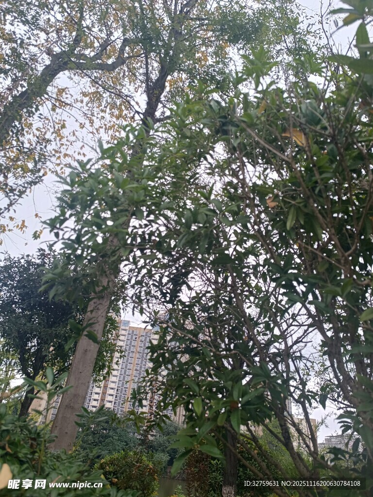 繁茂树林中的高大树木